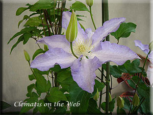 Clematis photograph