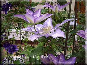 Clematis photograph