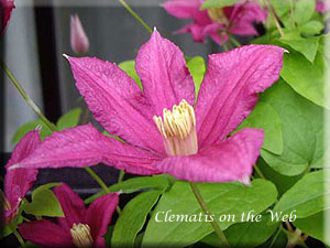 Clematis photograph