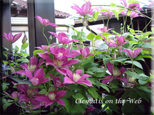 Clematis photograph