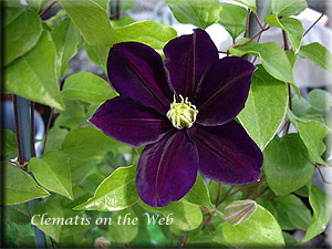 Clematis photograph