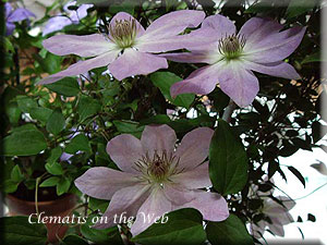 Clematis photograph