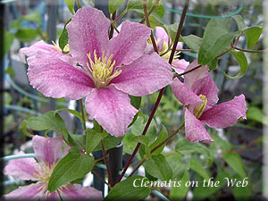 Clematis photograph