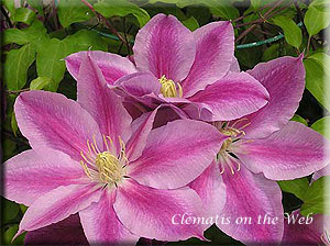 Clematis photograph