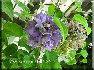 Clematis photograph