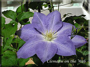 Clematis photograph