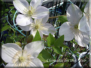 Clematis photograph