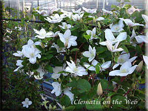 Clematis photograph