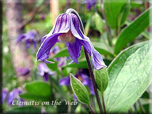 Clematis photograph