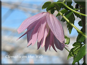 Clematis photograph