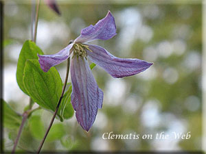 Clematis photograph