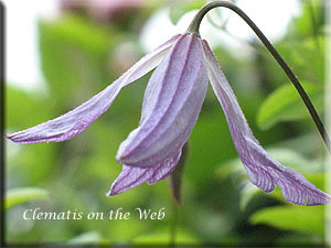 Clematis photograph