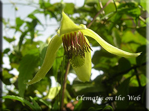 Clematis photograph