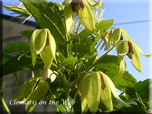 Clematis photograph