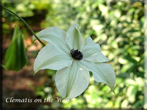 Clematis photograph