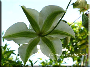 Clematis photograph