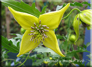 Clematis photograph