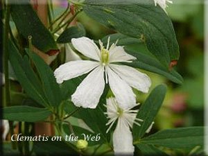 Clematis photograph