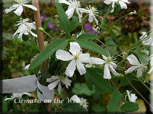 Clematis photograph