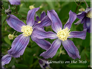 Clematis photograph