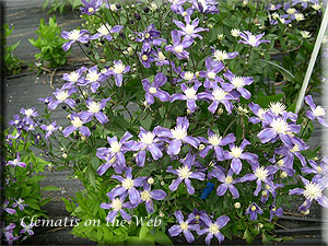 Clematis photograph