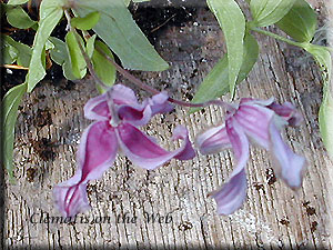 Clematis photograph