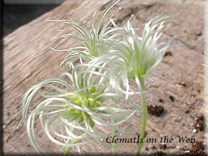 Clematis photograph