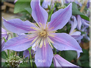 Clematis photograph