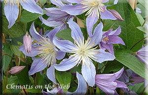 Clematis photograph