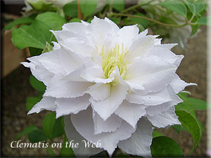 Clematis photograph