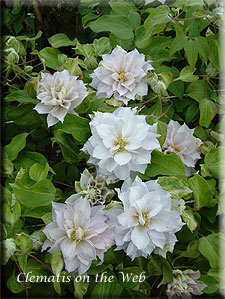 Clematis photograph