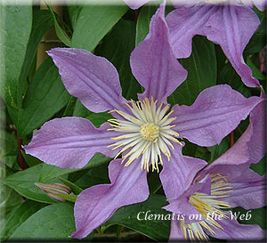 Clematis photograph