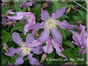 Clematis photograph