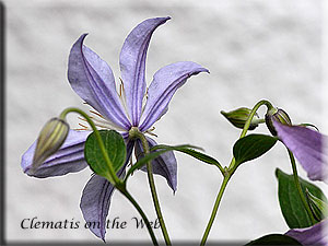 Clematis photograph