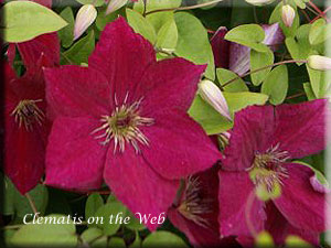 Clematis photograph