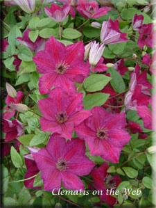 Clematis photograph