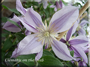 Clematis photograph