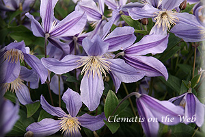 Clematis photograph