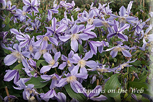 Clematis photograph