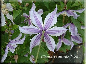 Clematis photograph