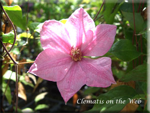 Clematis photograph