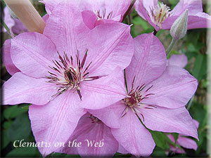 Clematis photograph