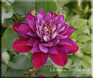 Clematis photograph