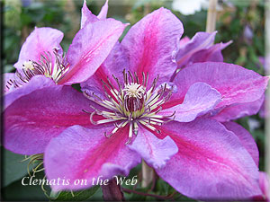 Clematis photograph