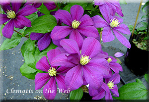 Clematis photograph