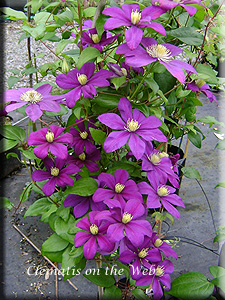 Clematis photograph