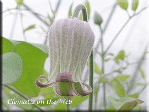 Clematis photograph