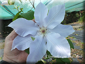 Clematis photograph