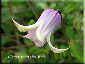 Clematis photograph