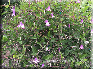 Clematis photograph